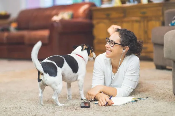  chihuahua mixed with miniature pinscher Training and Socialization