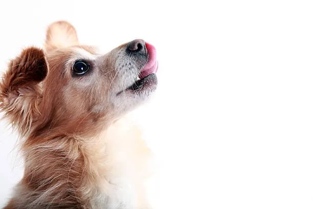 chihuahua mixed with papillon Dietary Considerations