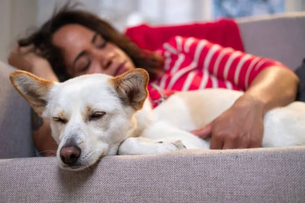 chihuahua mixed with papillon Temperament, Training, and Socialization