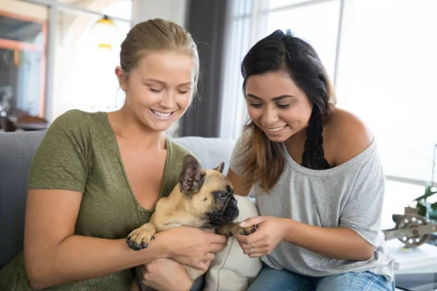 chihuahua mixed with papillon Cost of Ownership