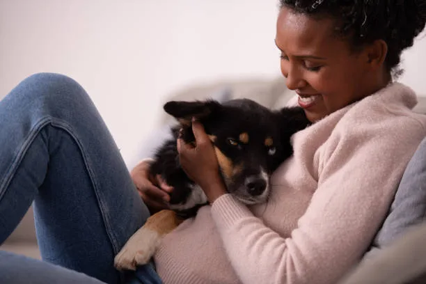 chihuahua mixed with papillon Training and Intelligence