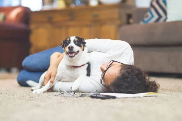 chihuahua mixed with papillon Toy Breed Dynamics and Health Considerations