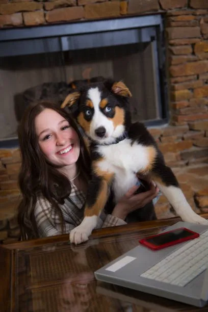 chihuahua mixed with papillon Conclusion: Is a Chihuahua-Papillon Mix Right for You?