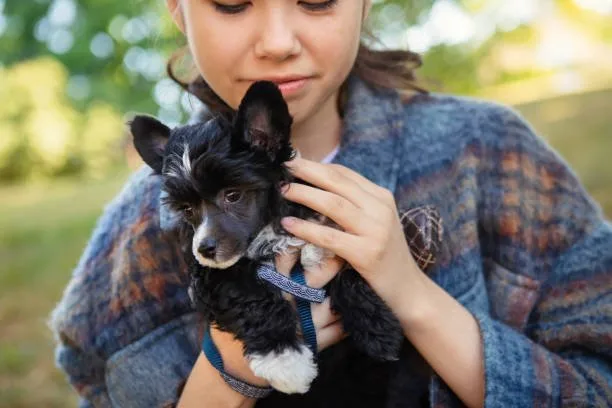chihuahua mixed with papillon Health and Lifespan