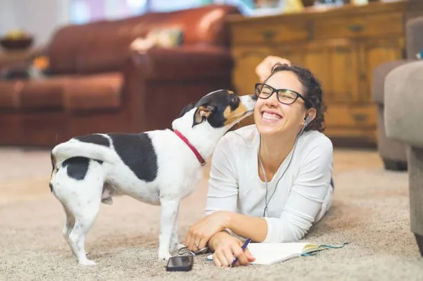 chihuahua mixed with papillon Suitability for Families