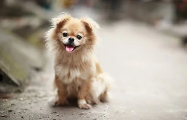  chihuahua mixed with pomeranian Cheers Sumptuous