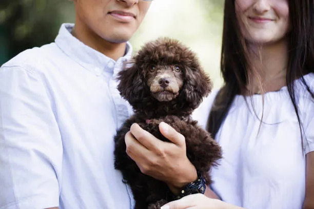  chihuahua mixed with pomeranian Celebrate Invigorating