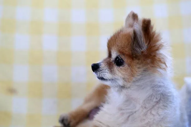  chihuahua mixed with pomeranian Satisfy Elegant