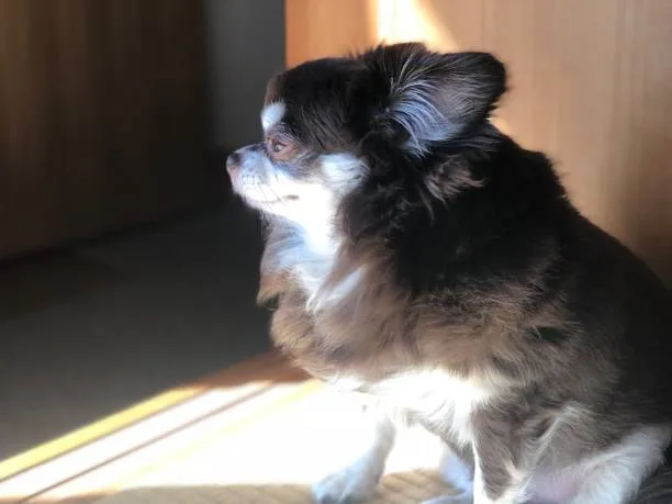  chihuahua papillon mix Adopting a Chihuahua Papillon Mix