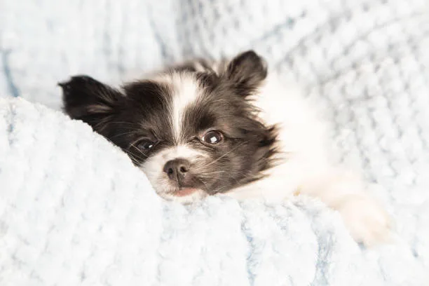  chihuahua papillon mix Exercise and Activity Levels