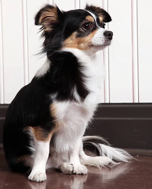  chihuahua papillon mix Temperament and Personality Traits