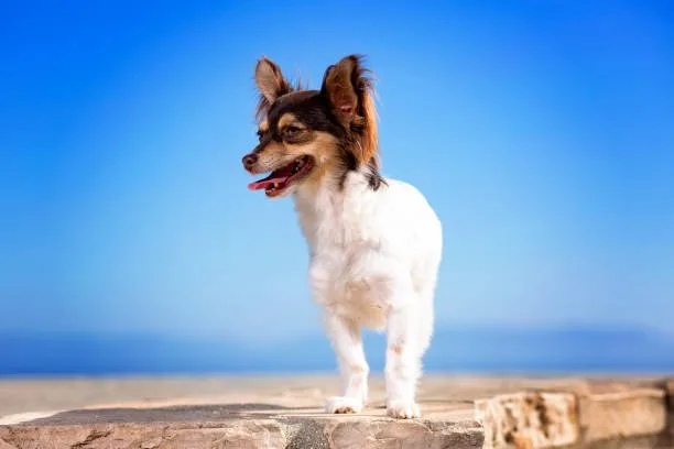  chihuahua papillon mix Training and Intelligence