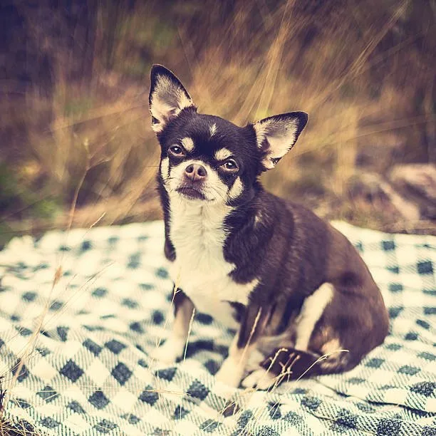  chihuahua papillon mix Diet and Nutrition
