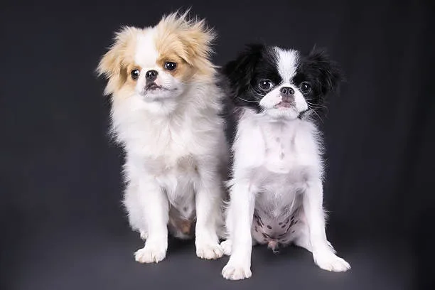  chihuahua papillon mix puppies Training and Activity Needs of the Chihuahua Papillon Mix