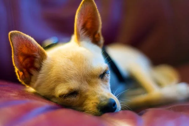  chihuahua papillon mix puppies Exercise Requirements