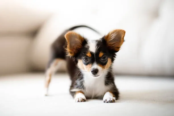  chihuahua papillon mix puppies Training and Socialization Needs