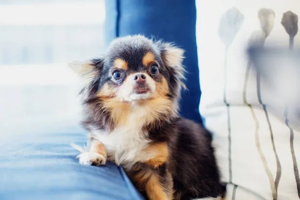  chihuahua papillon mix Health and Longevity in Small Breed Crosses: Chihuahua-Papillon Focus