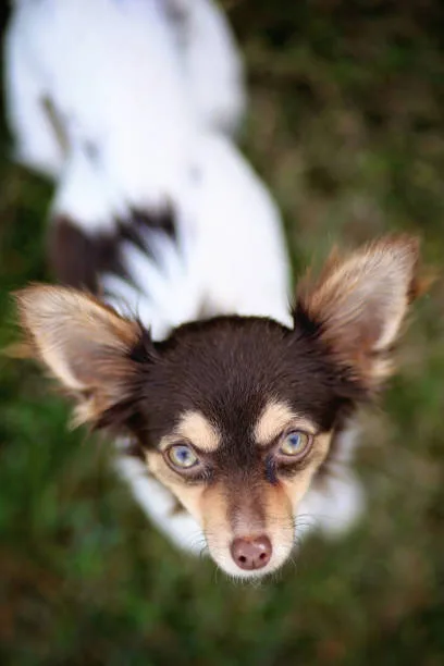  chihuahua papillon mix The Nuances of PapChi Grooming, Nutrition, and Exercise