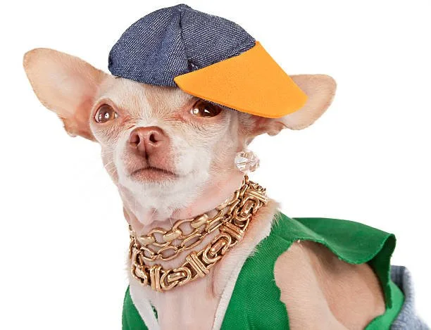  chihuahua personality Discover Enticing