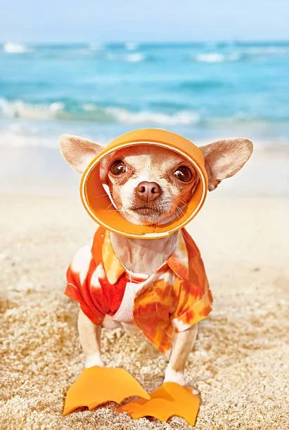  chihuahua personality Discover Refreshing
