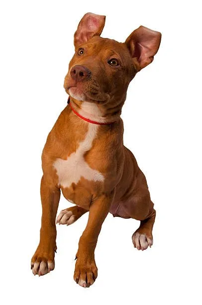 chihuahua pit bull mix Grooming and Care
