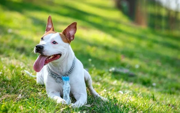 chihuahua pit bull mix Suitability as a Family Pet