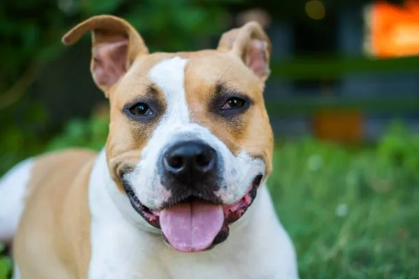 chihuahua pit bull mix Health and Lifespan