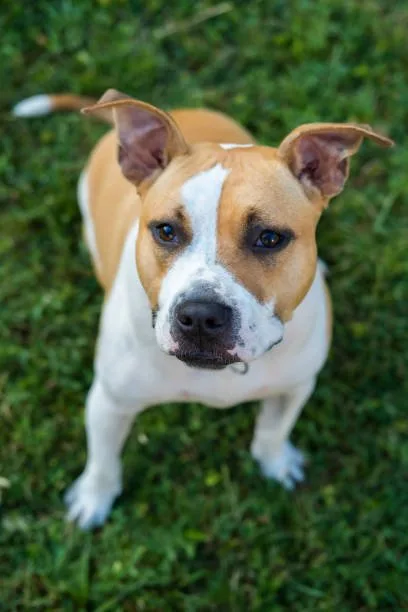 chihuahua pit bull mix Comparing Physical and Behavioral Traits of Chihuahua Mix and Pit Bull Mix