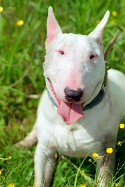 chihuahua pit bull mix Adoption and Cost