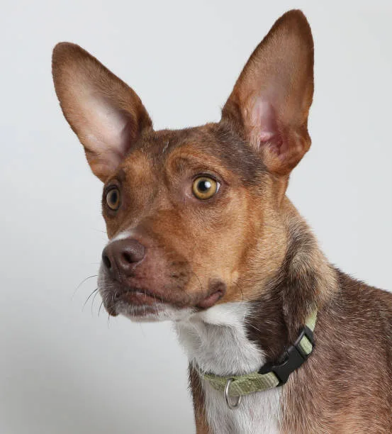 chihuahua pit bull mix Real-Life Stories of Chihuahua Pit Bull Mix Owners