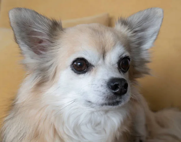 chihuahua pit mix Conclusion