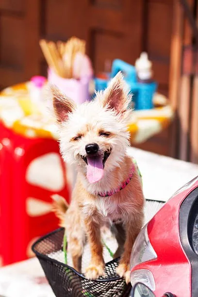 chihuahua pit mix Training and Socialization