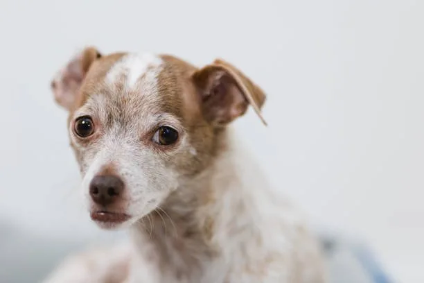 chihuahua pit mix Pros and Cons of Owning a Chihuahua Pit Mix