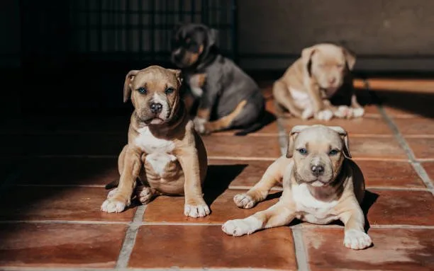 chihuahua pit mix puppies Health and Longevity: Understanding Pitbull Chihuahua Mix Wellness