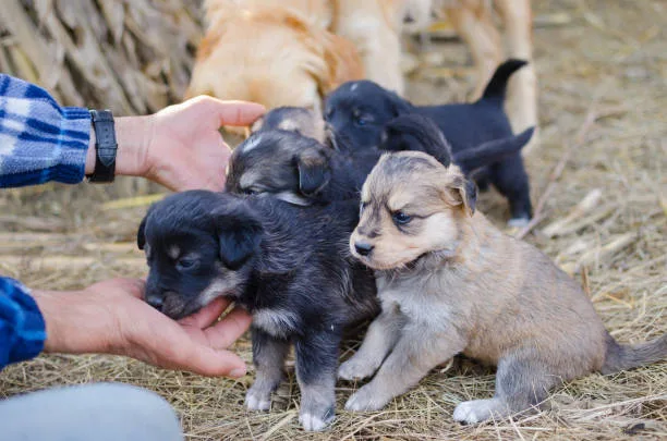  chihuahua pit mix puppies Conclusion