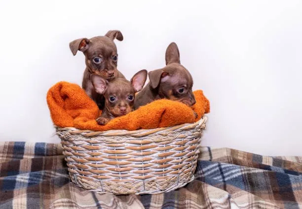  chihuahua pit mix puppies Suitability as a Family Pet
