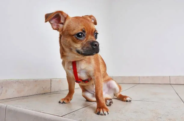 chihuahua pit mix puppy Grooming and Care