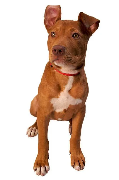 chihuahua pit mix puppy Nutritional Needs