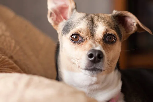 chihuahua pit mix puppy Health Considerations