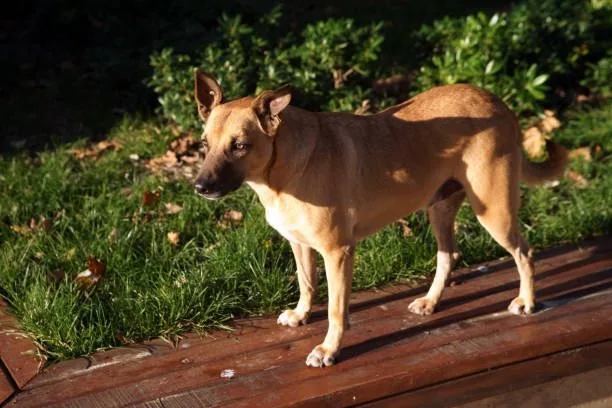chihuahua pit mix Grooming Needs