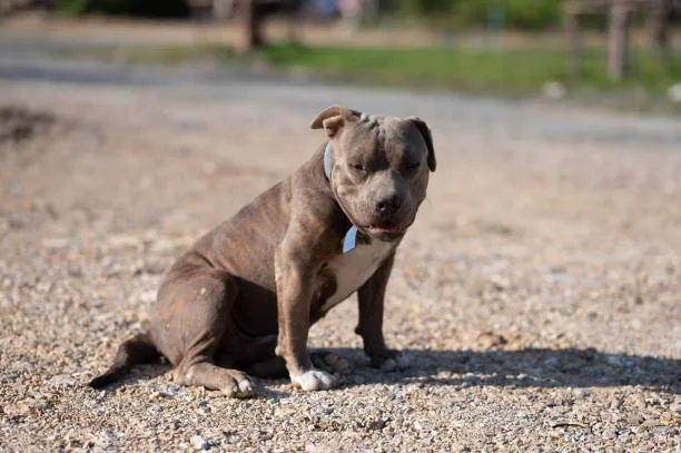  chihuahua pitbull poodle mix Quench Crisp