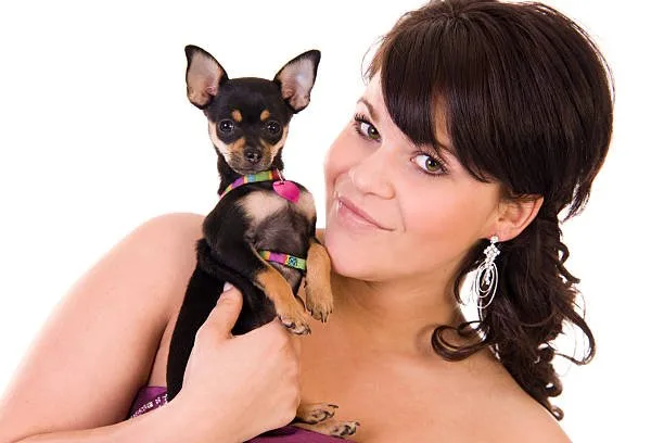  chihuahua pitbull poodle mix Savor Balancing