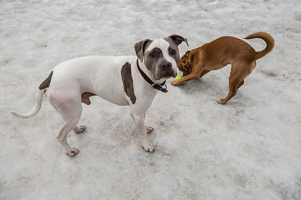  chihuahua pitbull poodle mix Health Concerns and Lifespan