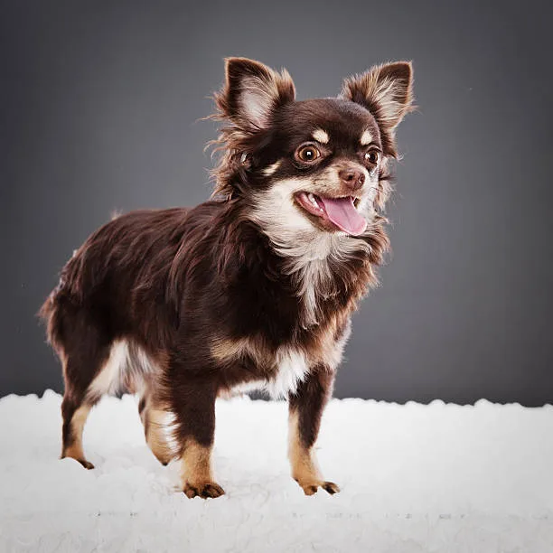  chihuahua pomeranian dachshund mix Partake Gourmet