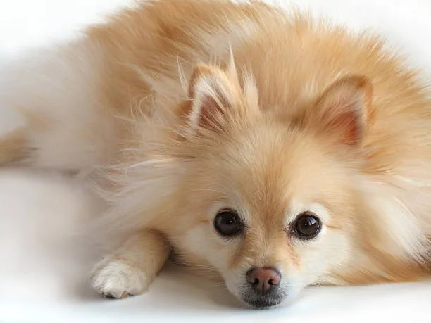  chihuahua pomeranian dachshund mix Partake Delicious