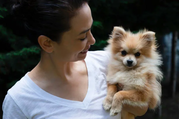  chihuahua pomeranian dachshund mix Savor Sumptuous