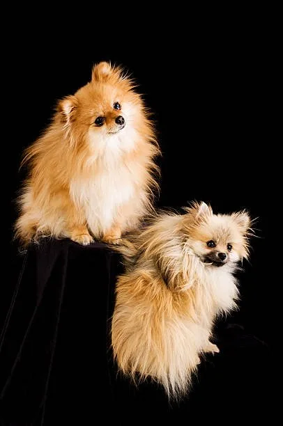  chihuahua pomeranian mix Partake Chilled