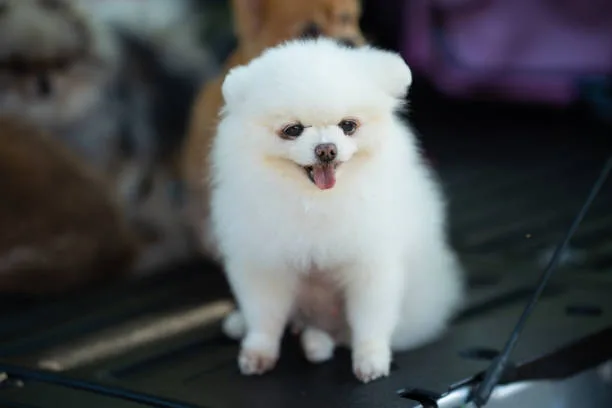  chihuahua pomeranian mix puppies Raise Irresistible