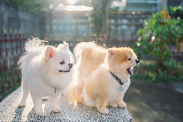  chihuahua pomeranian mix puppies Savor Crisp