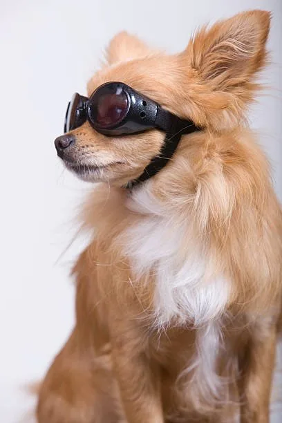  chihuahua pomeranian mix puppies Enjoy Colorful
